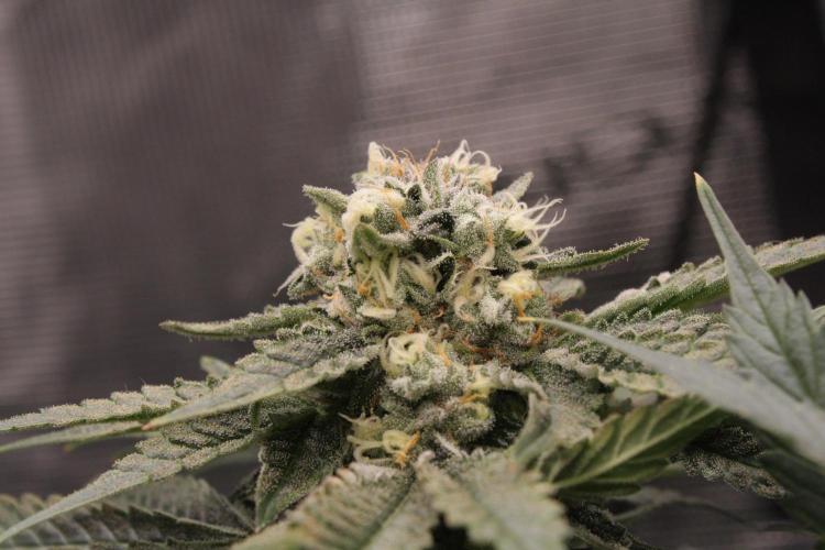 Sweetopia - Paradise Seeds. Week 12 - Day 82 50F