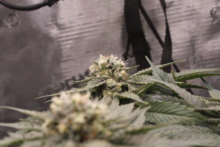 Sweetopia - Paradise Seeds. Week 12 - Day 82 50F