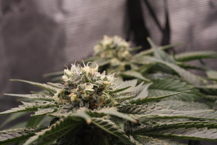 Sweetopia - Paradise Seeds. Week 12 - Day 82 50F