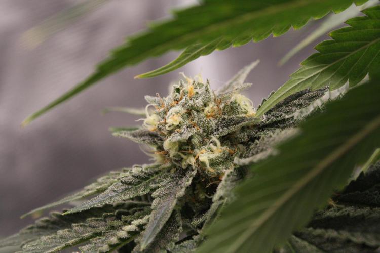Sweetopia - Paradise Seeds. Week 12 - Day 82 50F