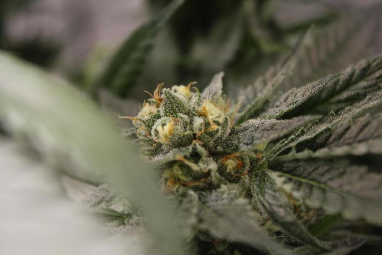 Sweetopia - Paradise Seeds. Week 12 - Day 82 50F