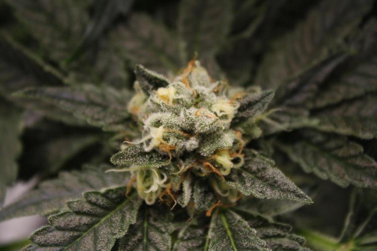 Sweetopia - Paradise Seeds. Week 12 - Day 82 50F