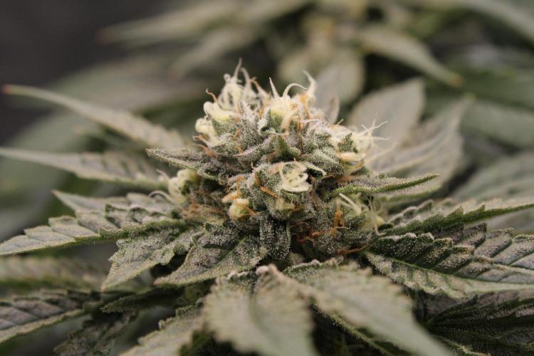 Sweetopia - Paradise Seeds. Week 12 - Day 82 50F