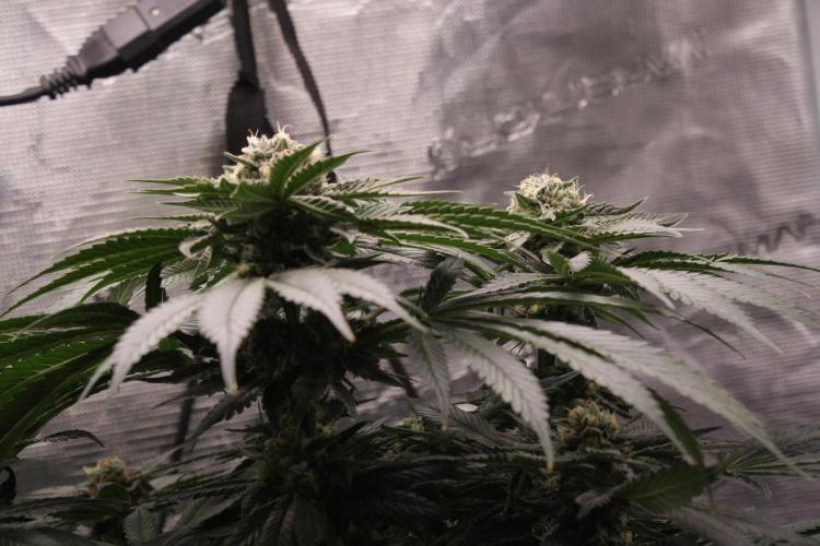 Sweetopia - Paradise Seeds. Week 12 - Day 82 50F