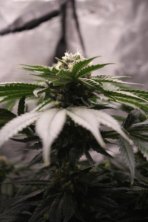 Sweetopia - Paradise Seeds. Week 12 - Day 82 50F