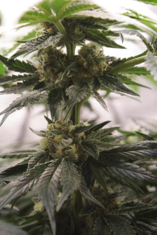Sweetopia - Paradise Seeds. Week 12 - Day 82 50F