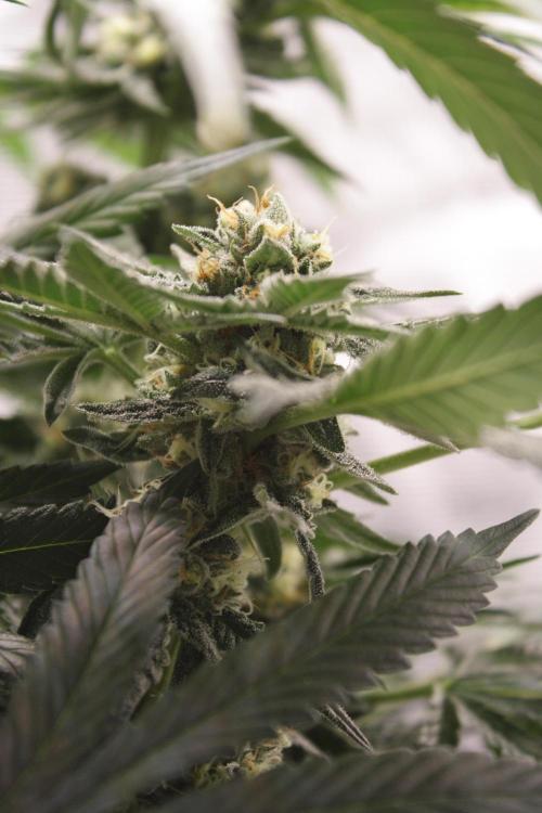 Sweetopia - Paradise Seeds. Week 12 - Day 82 50F