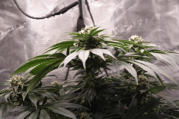 Sweetopia - Paradise Seeds. Week 12 - Day 82 50F