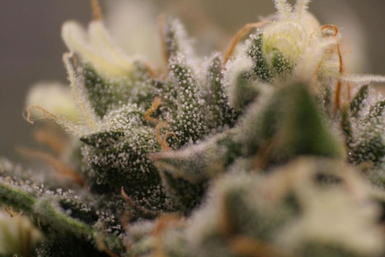 Sweetopia - Paradise Seeds. Week 12 - Day 82 50F