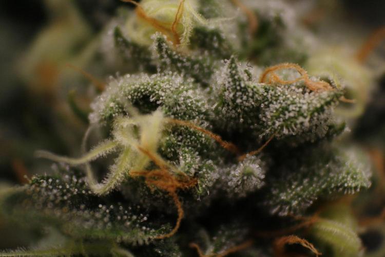 Sweetopia - Paradise Seeds. Week 12 - Day 82 50F