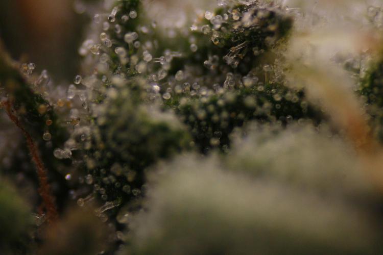 Sweetopia - Paradise Seeds. Week 12 - Day 82 50F