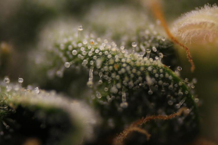 Sweetopia - Paradise Seeds. Week 12 - Day 82 50F