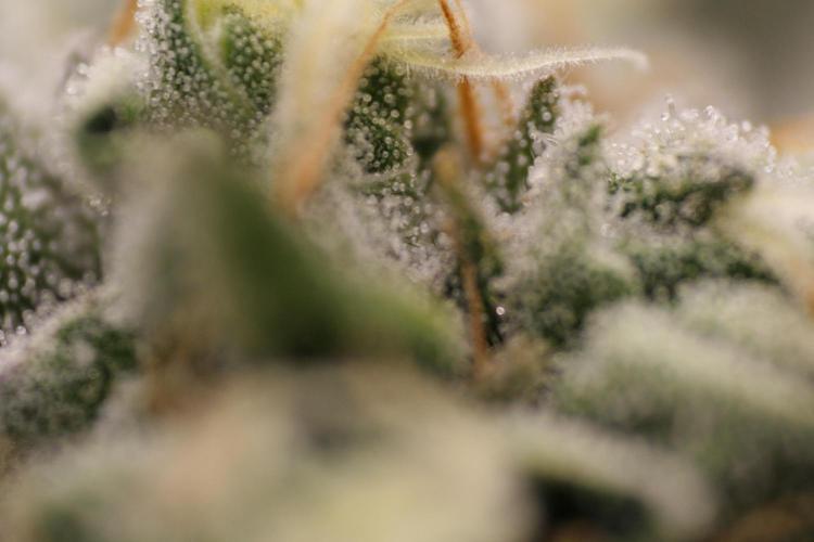 Sweetopia - Paradise Seeds. Week 12 - Day 82 50F