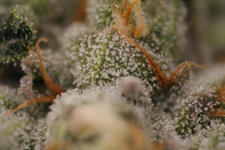 Sweetopia - Paradise Seeds. Week 12 - Day 82 50F