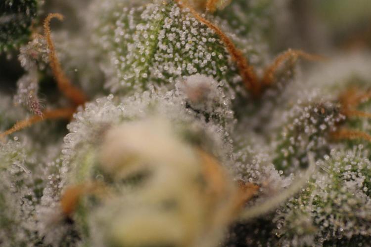 Sweetopia - Paradise Seeds. Week 12 - Day 82 50F