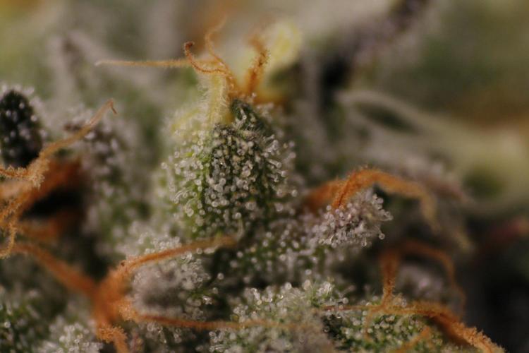 Sweetopia - Paradise Seeds. Week 12 - Day 82 50F