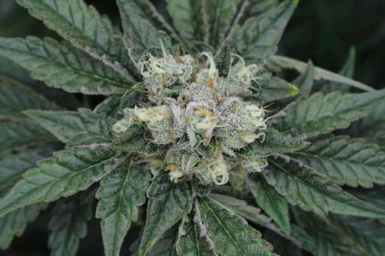 Sweetopia - Paradise Seeds. Week 13 - Day 86 54F