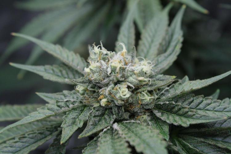 Sweetopia - Paradise Seeds. Week 13 - Day 86 54F