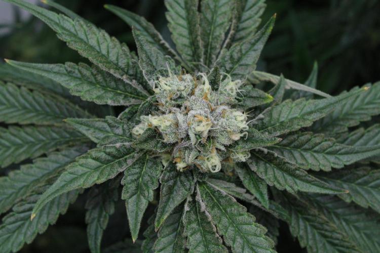 Sweetopia - Paradise Seeds. Week 13 - Day 86 54F