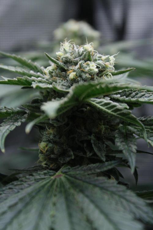 Sweetopia - Paradise Seeds. Week 13 - Day 86 54F
