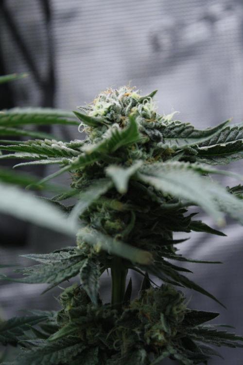 Sweetopia - Paradise Seeds. Week 13 - Day 86 54F