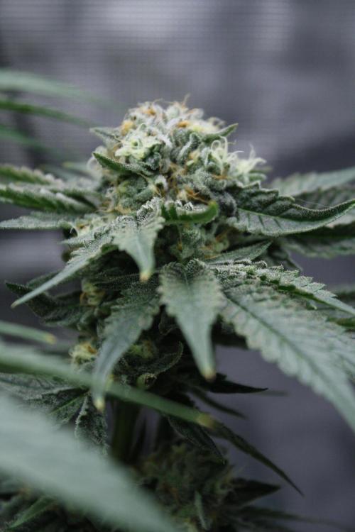 Sweetopia - Paradise Seeds. Week 13 - Day 86 54F