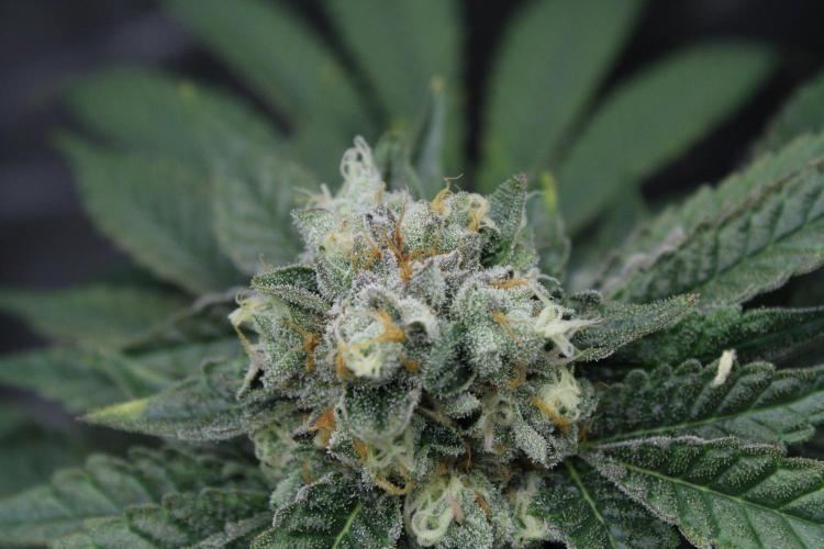 Sweetopia - Paradise Seeds. Week 13 - Day 86 54F
