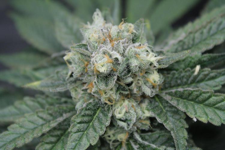 Sweetopia - Paradise Seeds. Week 13 - Day 86 54F