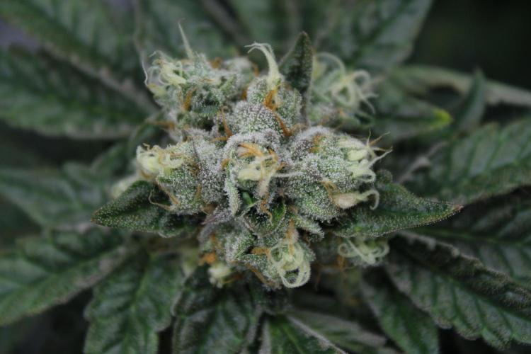 Sweetopia - Paradise Seeds. Week 13 - Day 86 54F