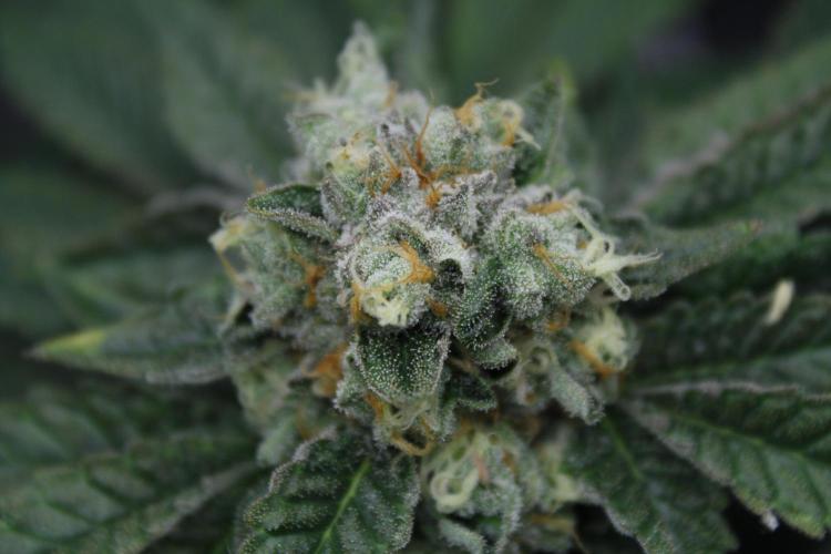 Sweetopia - Paradise Seeds. Week 13 - Day 86 54F