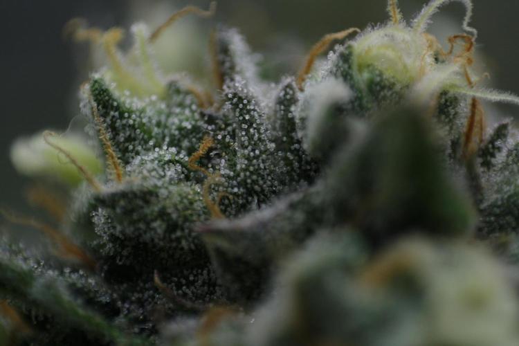 Sweetopia - Paradise Seeds. Week 13 - Day 86 54F