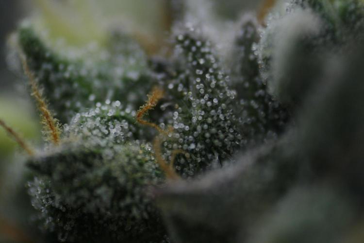 Sweetopia - Paradise Seeds. Week 13 - Day 86 54F