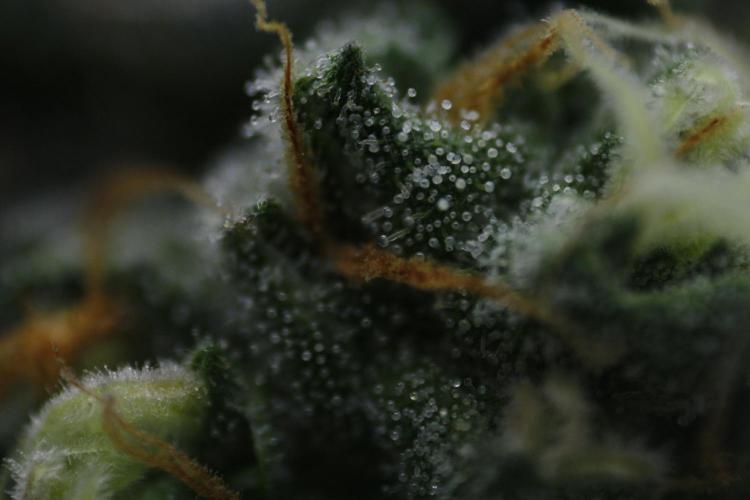 Sweetopia - Paradise Seeds. Week 13 - Day 86 54F