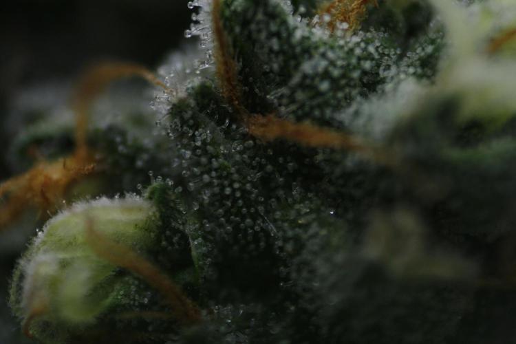 Sweetopia - Paradise Seeds. Week 13 - Day 86 54F