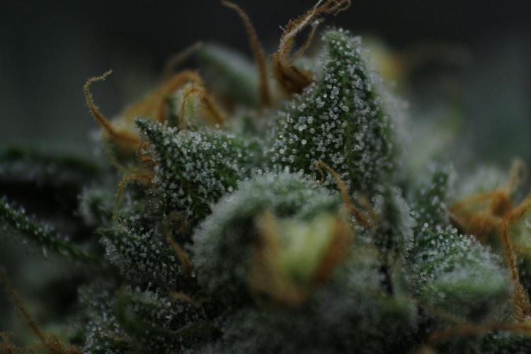 Sweetopia - Paradise Seeds. Week 13 - Day 86 54F
