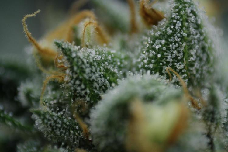 Sweetopia - Paradise Seeds. Week 13 - Day 86 54F