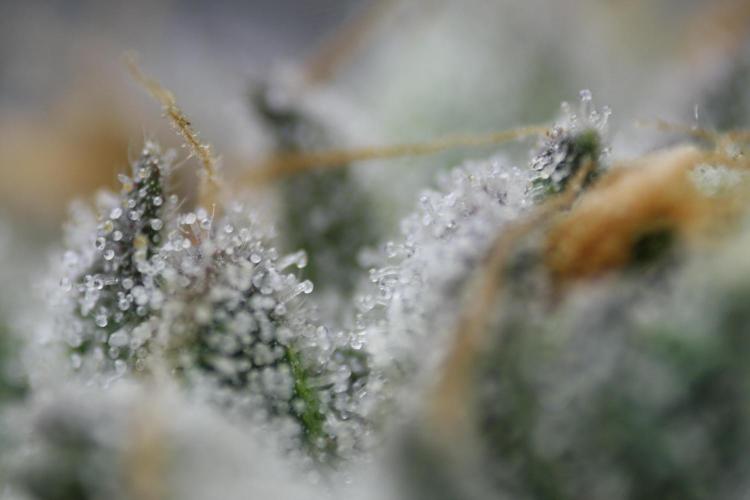 Sweetopia - Paradise Seeds. Week 13 - Day 86 54F