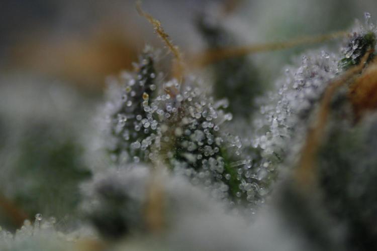 Sweetopia - Paradise Seeds. Week 13 - Day 86 54F