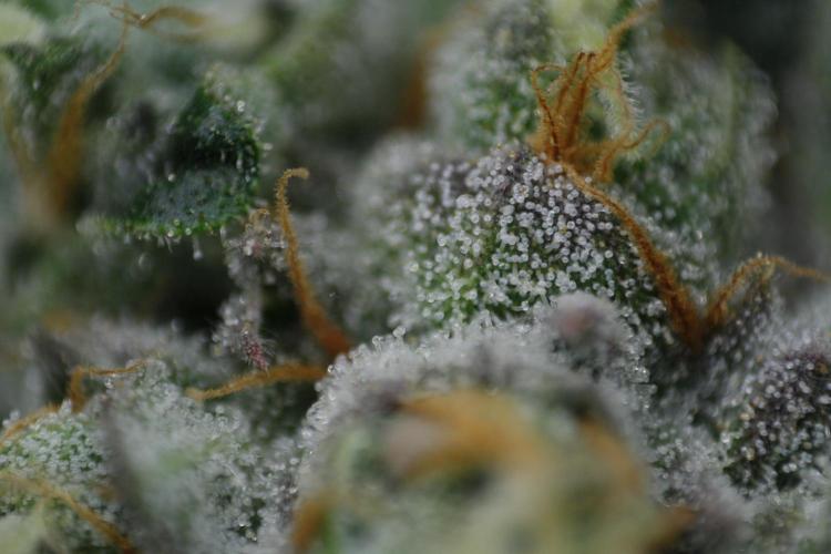 Sweetopia - Paradise Seeds. Week 13 - Day 86 54F