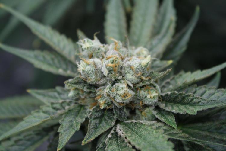 Sweetopia - Paradise Seeds. Week 14 - Day 92 60F