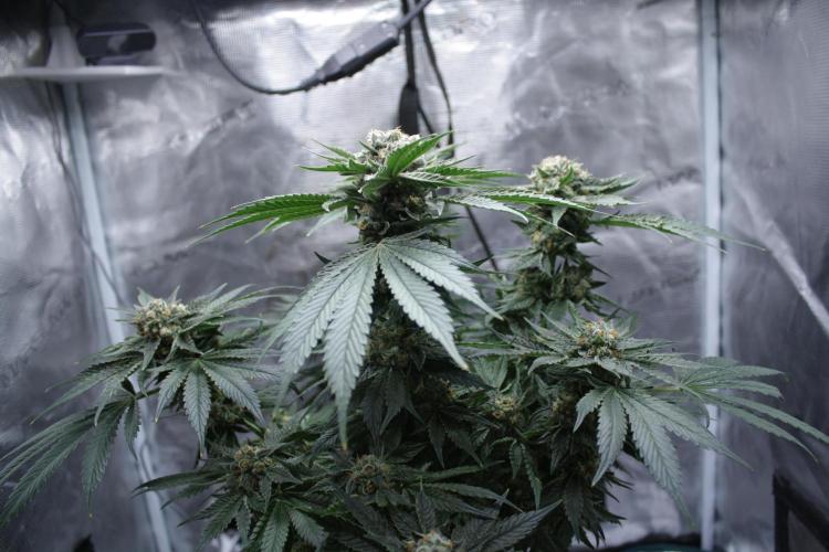 Sweetopia - Paradise Seeds. Week 14 - Day 92 60F