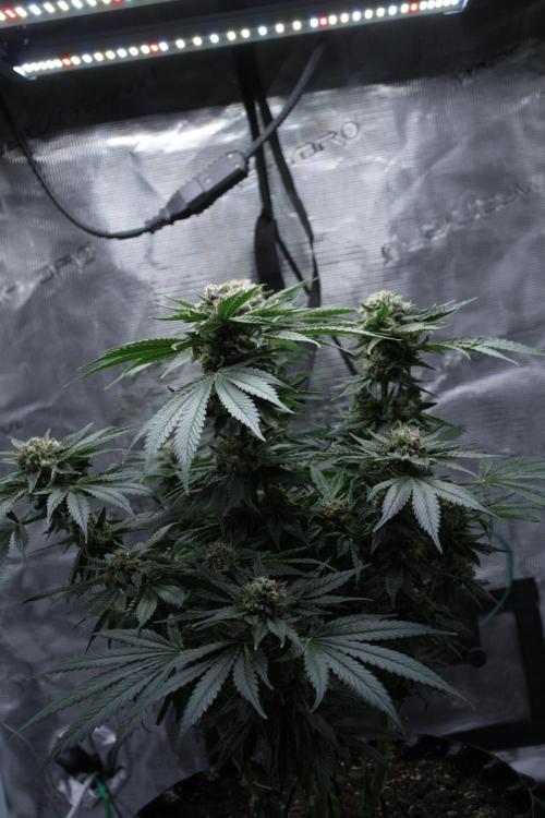 Sweetopia - Paradise Seeds. Week 14 - Day 92 60F