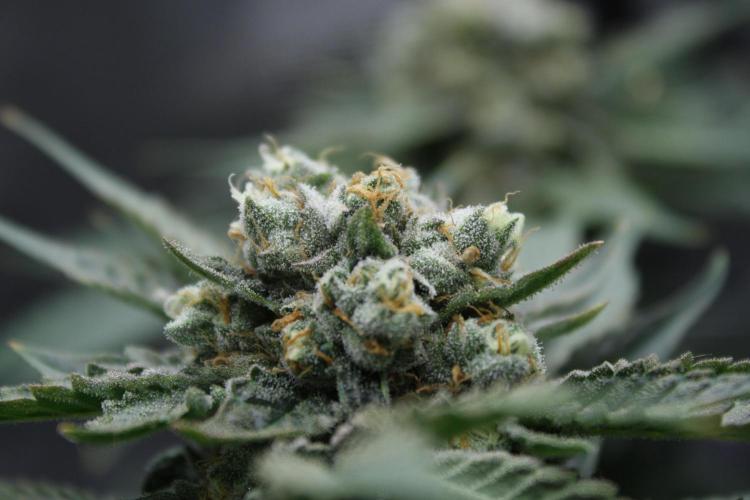Sweetopia - Paradise Seeds. Week 14 - Day 92 60F