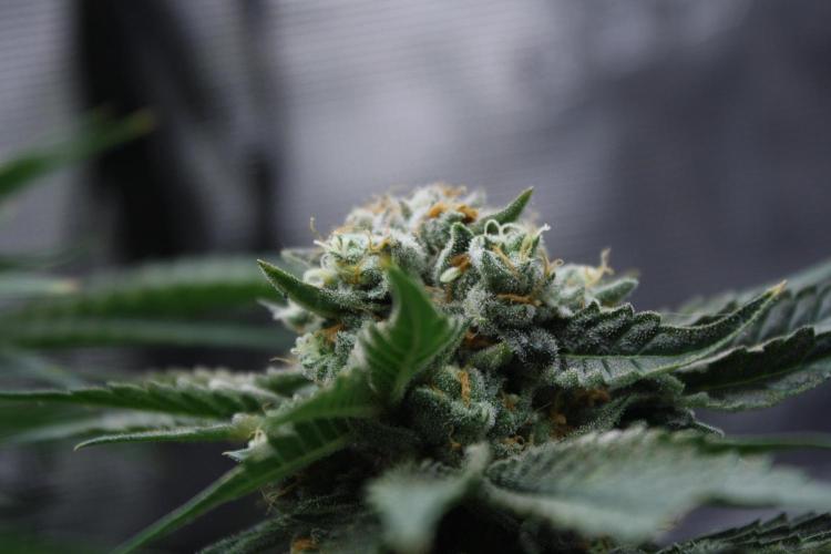 Sweetopia - Paradise Seeds. Week 14 - Day 92 60F