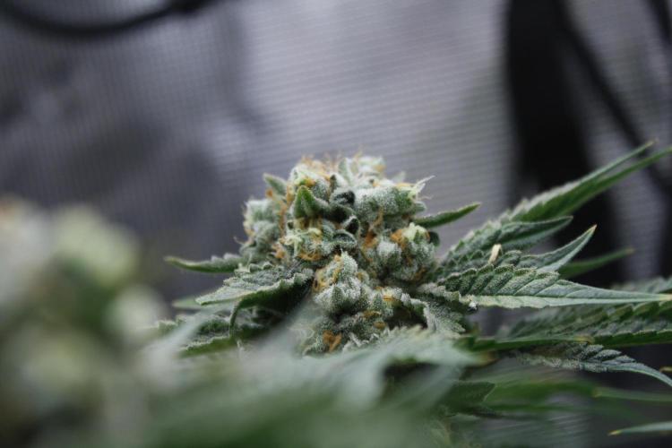 Sweetopia - Paradise Seeds. Week 14 - Day 92 60F
