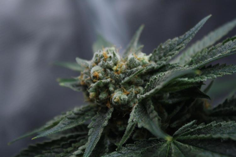 Sweetopia - Paradise Seeds. Week 14 - Day 92 60F