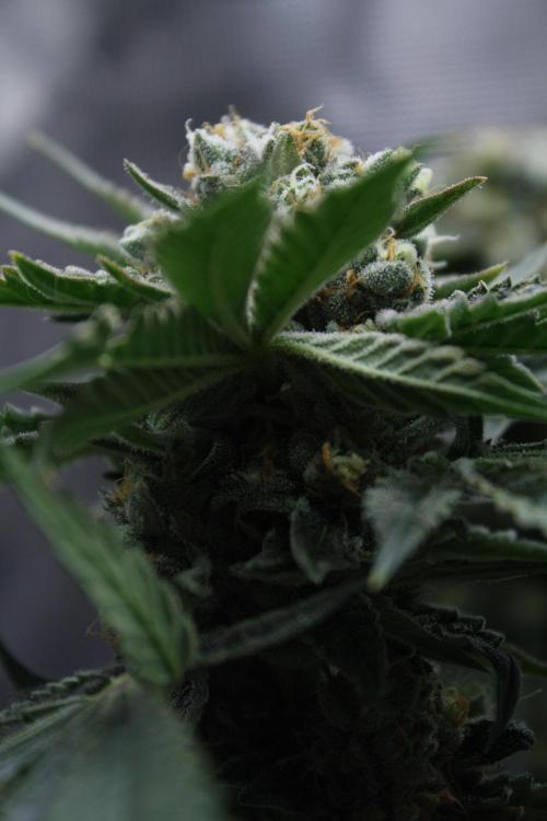 Sweetopia - Paradise Seeds. Week 14 - Day 92 60F
