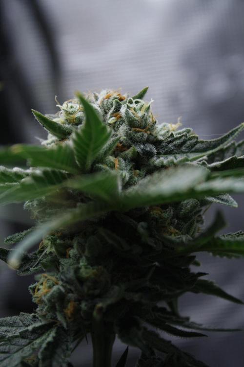Sweetopia - Paradise Seeds. Week 14 - Day 92 60F