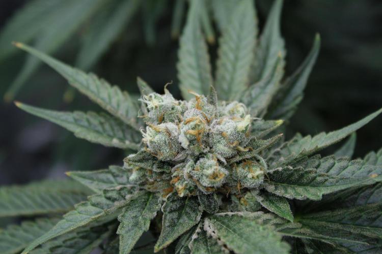 Sweetopia - Paradise Seeds. Week 14 - Day 92 60F