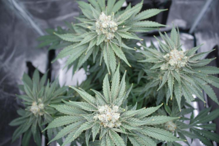 Sweetopia - Paradise Seeds. Week 14 - Day 92 60F